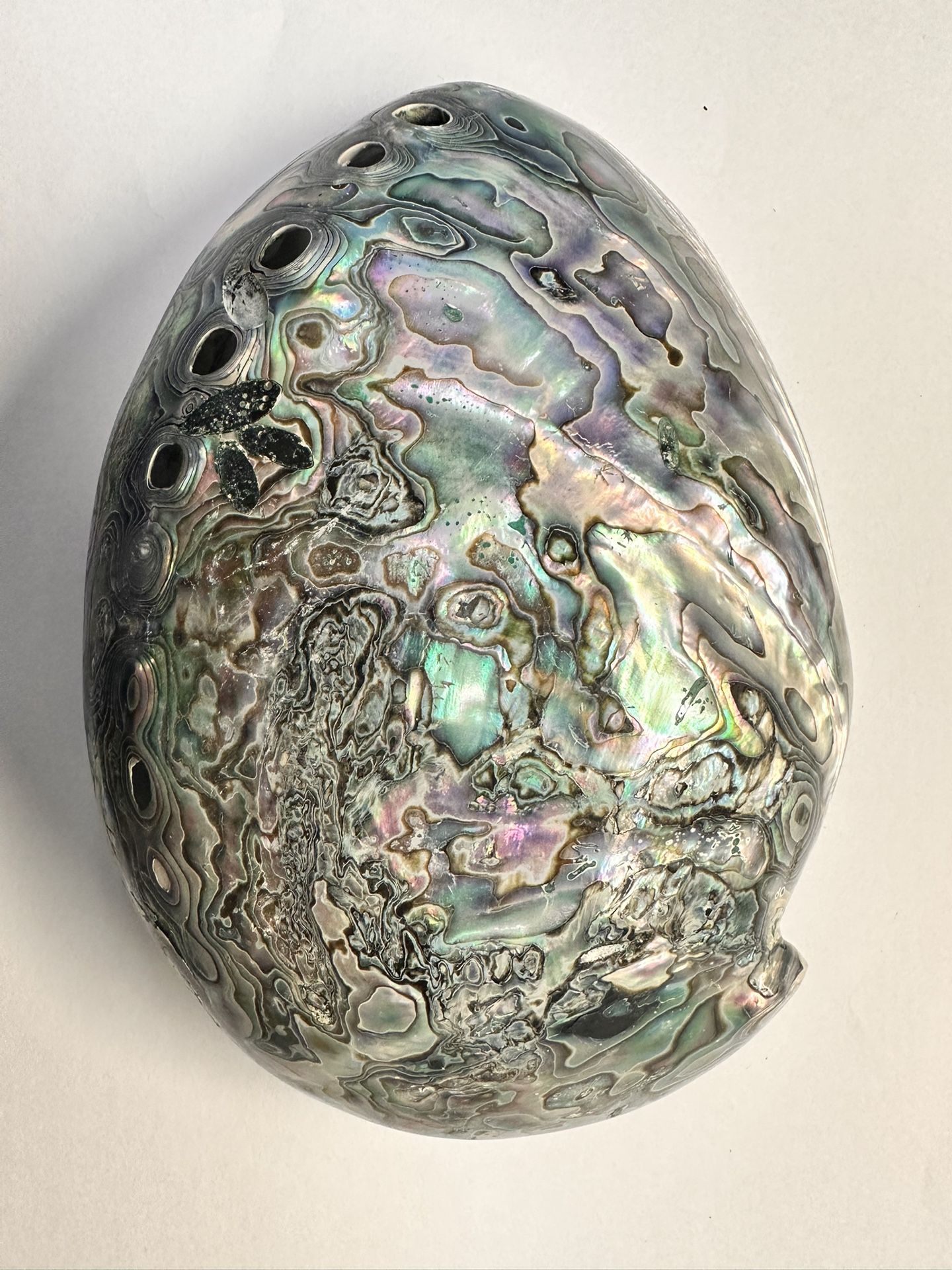 Vintage Abalone Shell Paua Very Rare and Unique POLISHED ON BOTH SIDES 6.5” x 5”