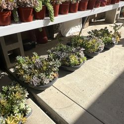 Succulent arrangement