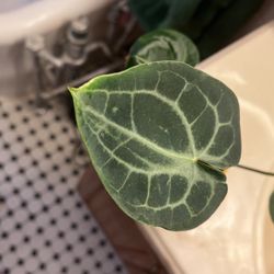 Healthy Anthurium Clarinervium Starter Plant 