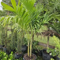 Christmas palms over 6 to 7 feet tall Instant  privacy Hedge for fence full green 
