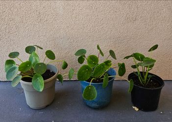 Money Plant
