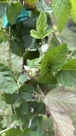 planta de raspberry