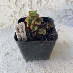 2 Inch Pot Succulent Plant Crassula Sarmentosa Variegated Comet -Rooted & Established - Drought Resistant 🪴 Baby Shower Wedding Favors