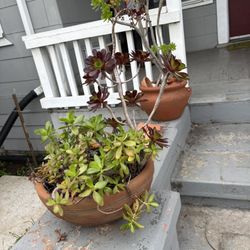 Plants In Terra Cotta 