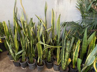 Snake plant