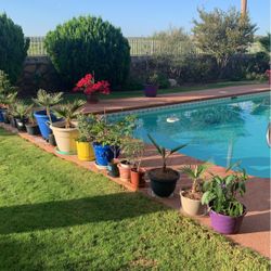 Many Plants Available 