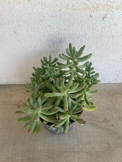 Succulent plant