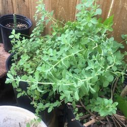 Well Established Oregano, Marjoram Plants 