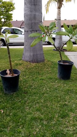 Beautiful Plumerias For Sale!