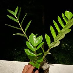 ZZ Plant | Zanzibar Gem | Mature | 19” Inches Tall | Very Hardy | Low Light and Drought Tolerant