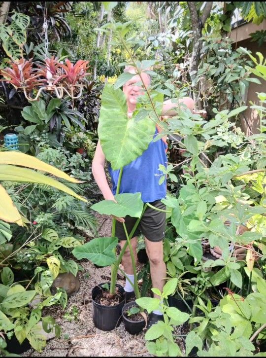 Huge Elephant Ear 3 Gallon Pot Landscape Plant
