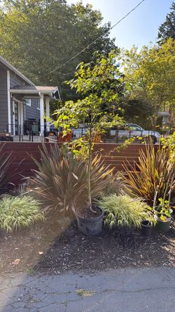 Large Orange Flame Japanese Maple