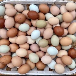 Chicken Eggs Available 