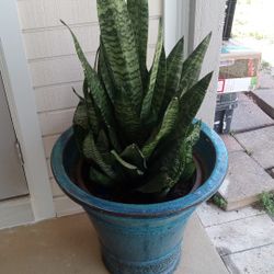 Snake Plant