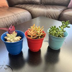 Succulents in a beautiful small pot