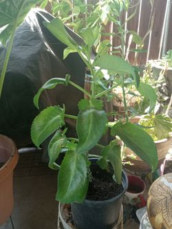 planta de kolanchoe