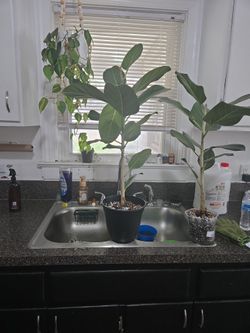 Ficus Tree (2ft)