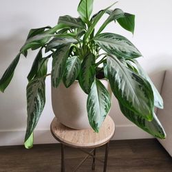 West Elm Planter + Silver Bay