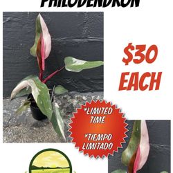 Pink Princess Philodendron PPP