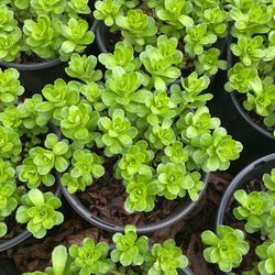 Sedum Yellow Flower Plant