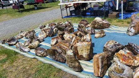 Opalized wood