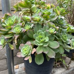 Planta