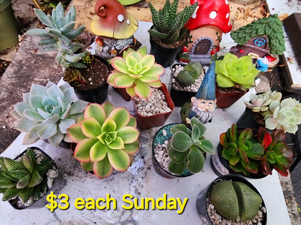BIG PLANT SALE SUNDAY STARTING AT $3 And UP IN SAN LORENZO. PLEASE CONTACT ME FOR APPT THIS SUNDAY