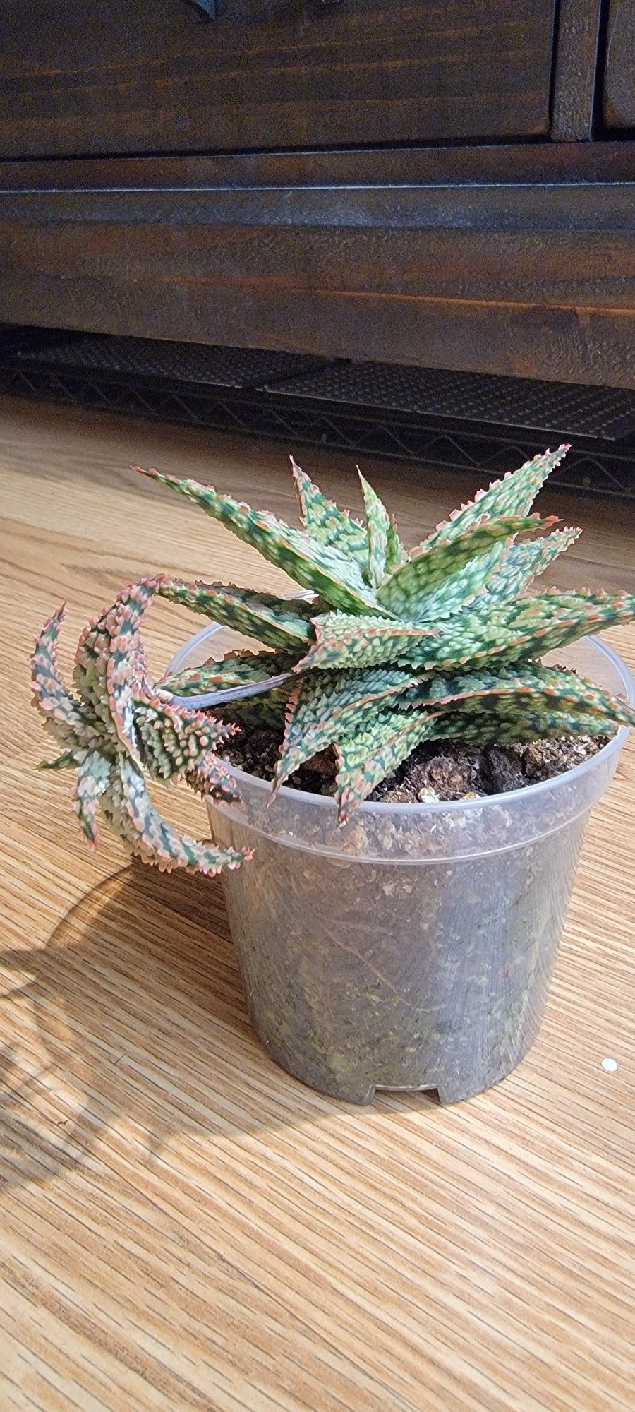 Star Aloe with Cute Arial Pup