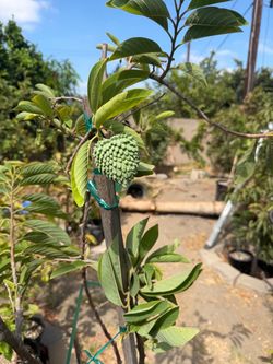 Geffner Atemoya fruit tree