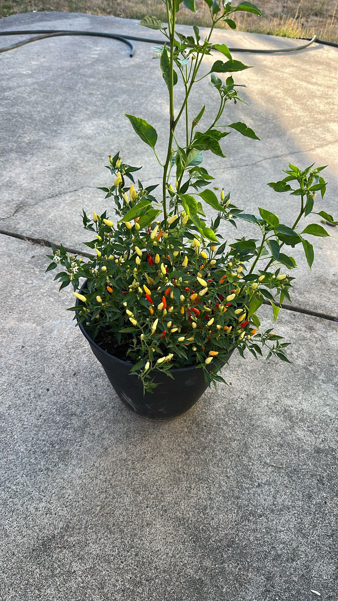 Pepper Plant
