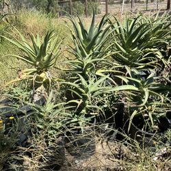 Aloe vera pot