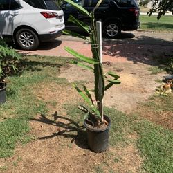Pitajaya Dragon Fruit