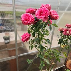 Pinck Rose