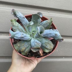 6” echeveria culibra