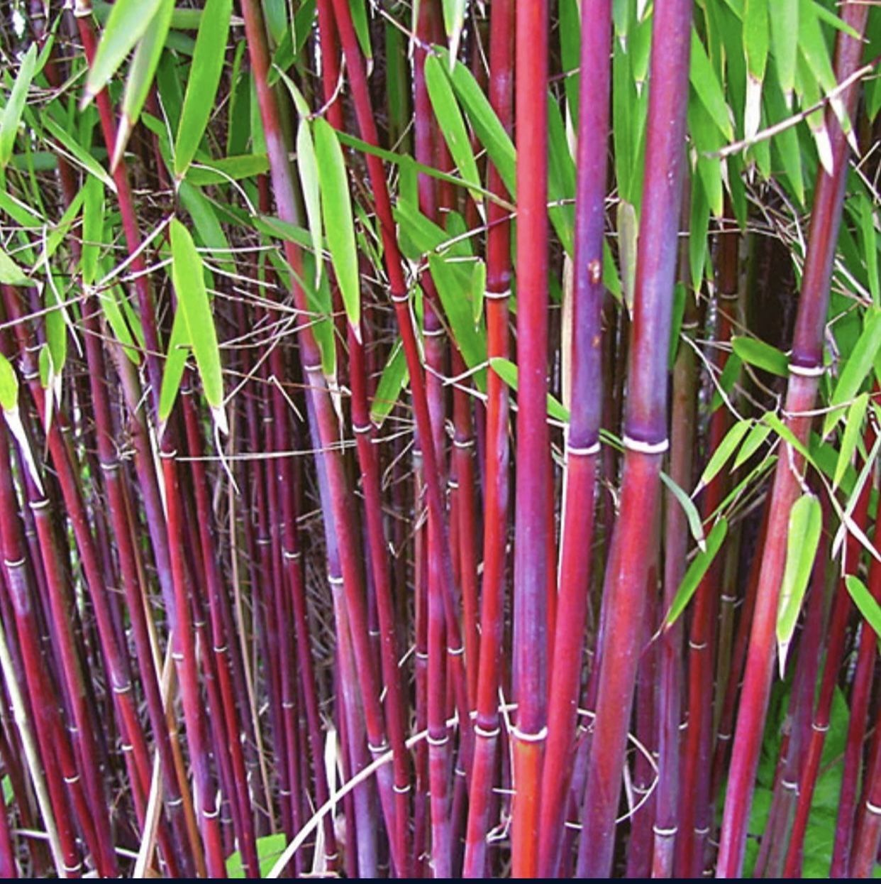 Red Clumping Bamboo Seeds, 200+ Red Fountain Bamboo, Red Stem Umbrella Bamboo, Privacy Screen