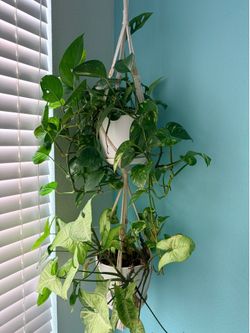 2 hanging plants and hanger - pothos - plants