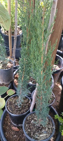 Italian Cypress pine.
