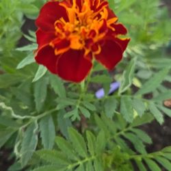 Red And Orange Marigold