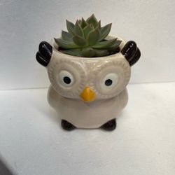Cute Succulent House Plant In Ceramic Pot 3.5"H.