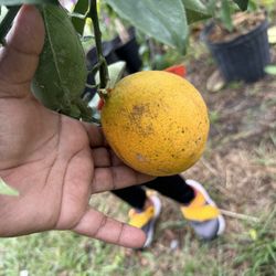 Navel Orange Tree 