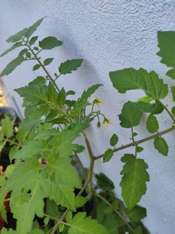💯 Percent Organic Tomato Plants With Flowers 