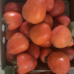 Persimmon Organic Home Grown Fresh Picked 20 For $20