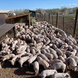 Yorkshire Weaners 