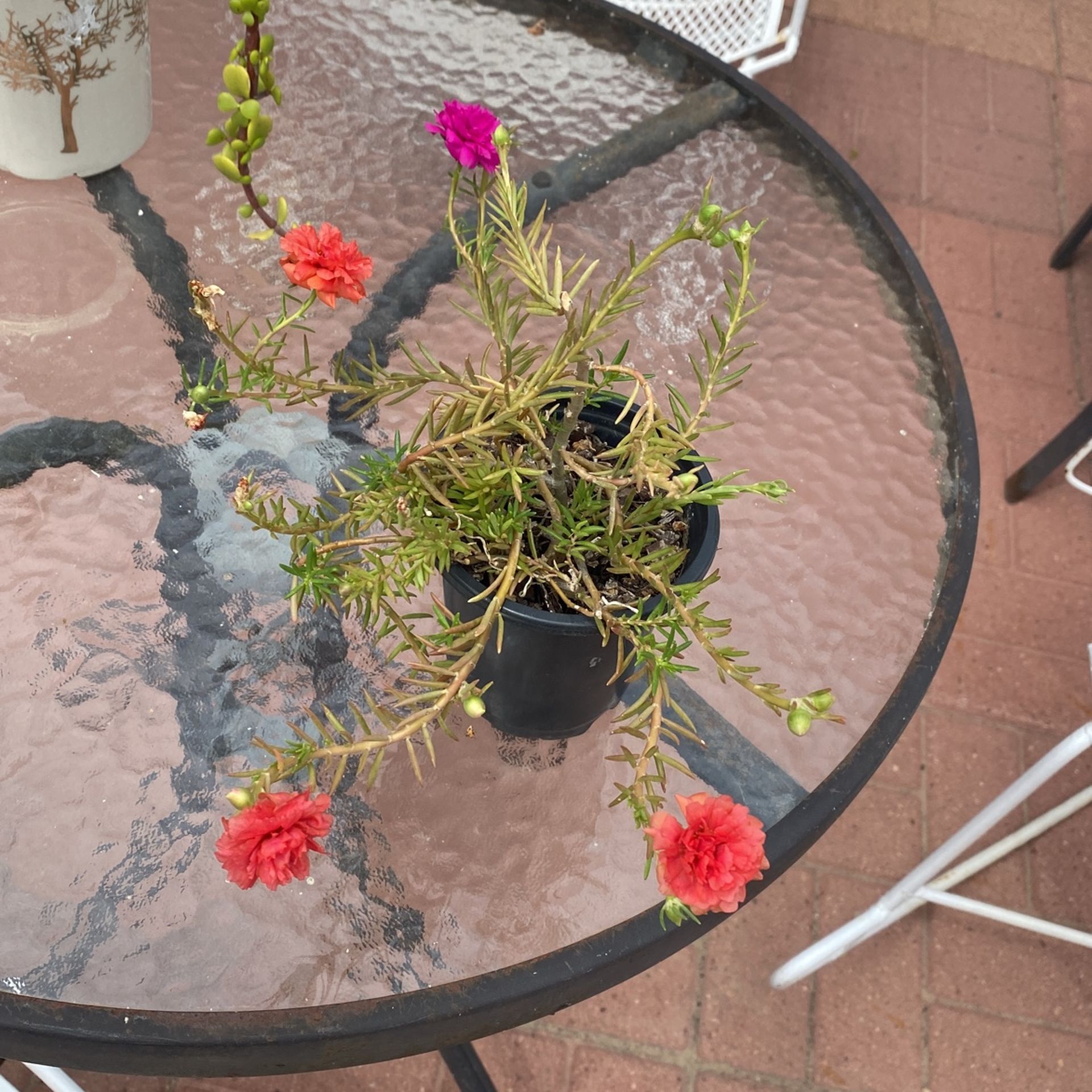 Chisme De 2 Colores $5.00