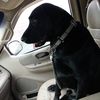 Buddy