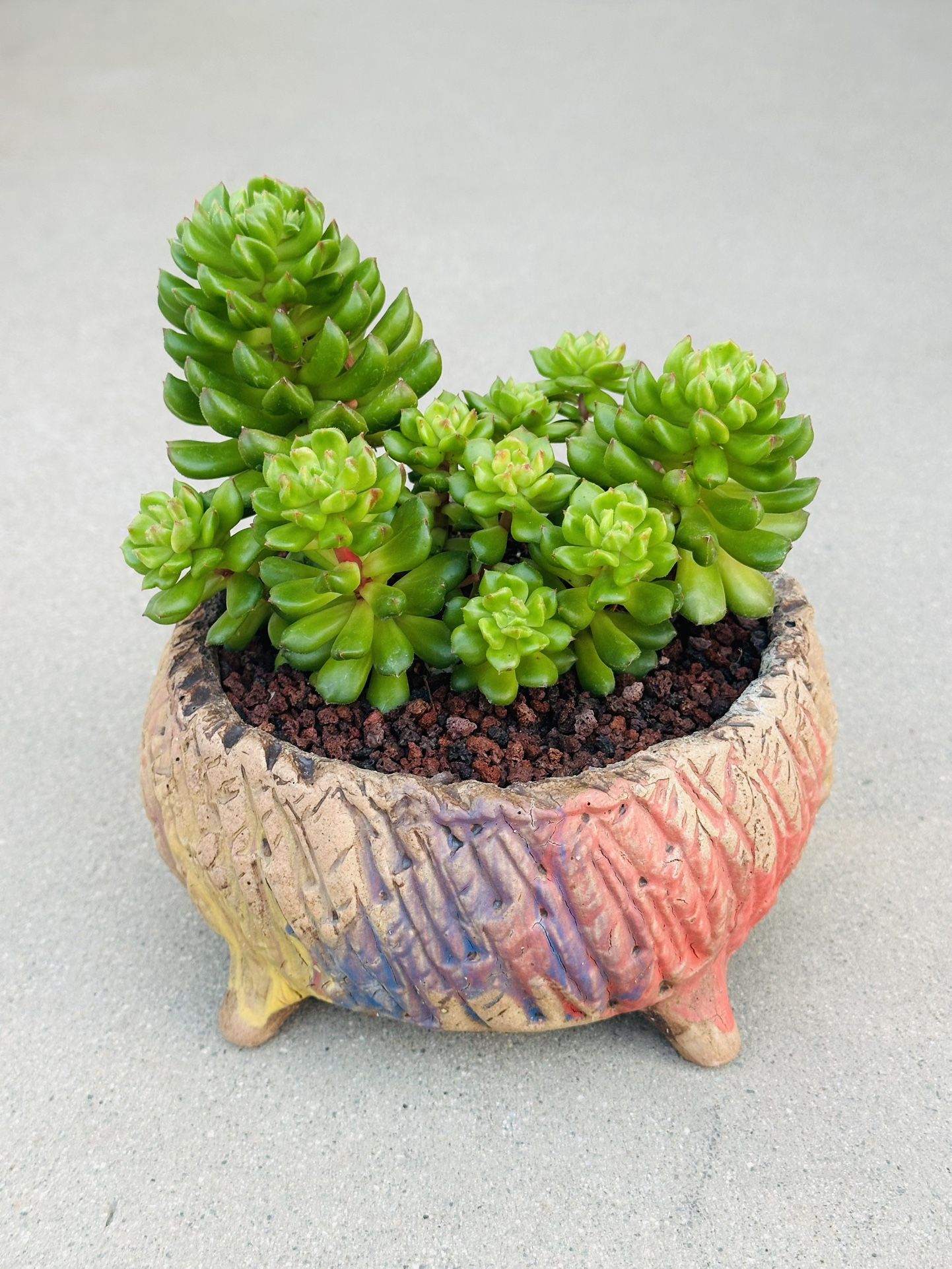 Succulents plants 🪴