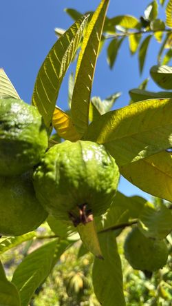 Guayabo chino Blanca