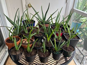 ALOE VERA PLANTS