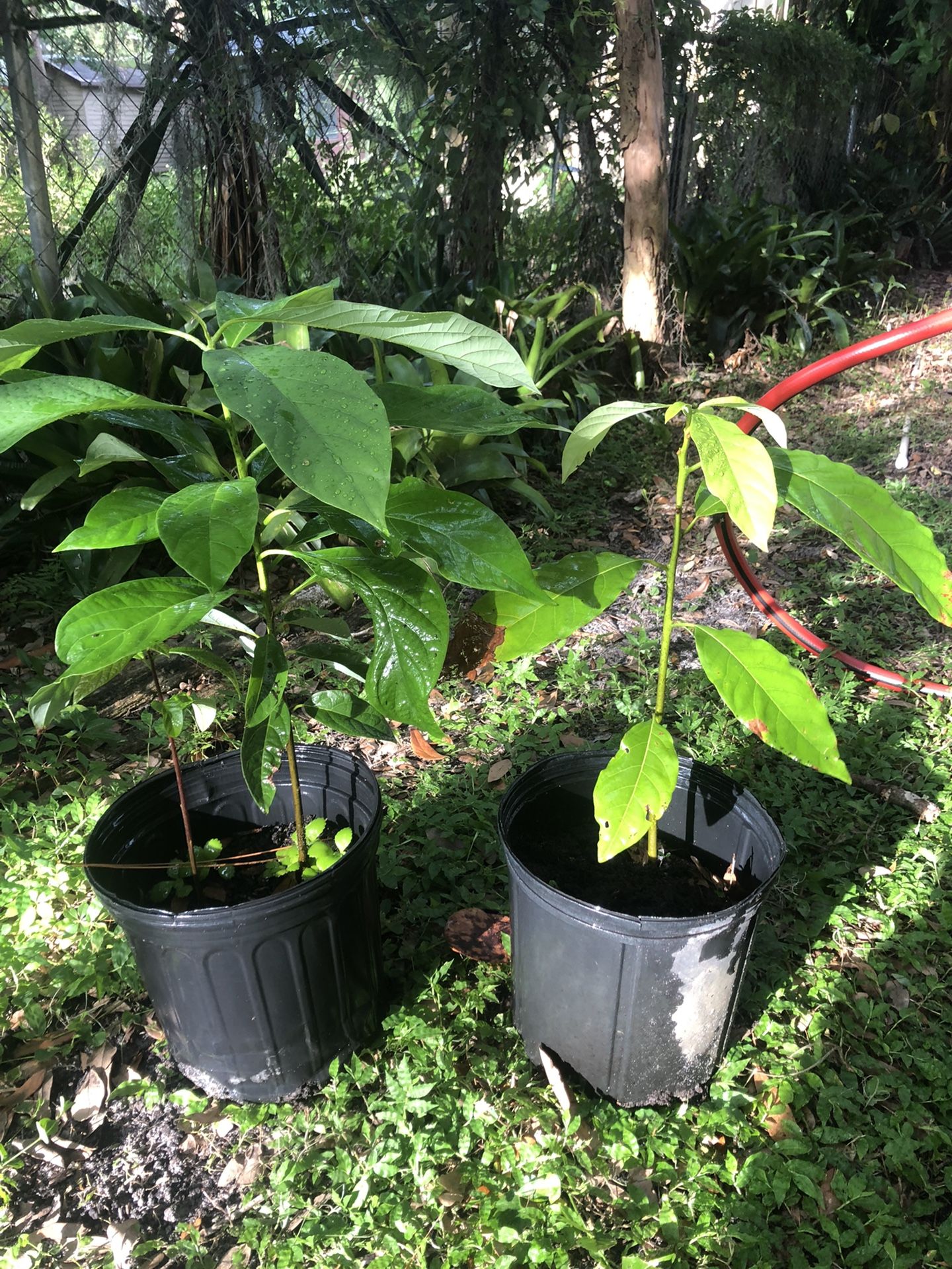 Avocado Tree 