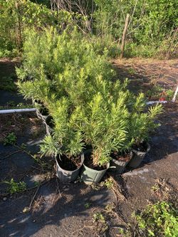 Podocarpus